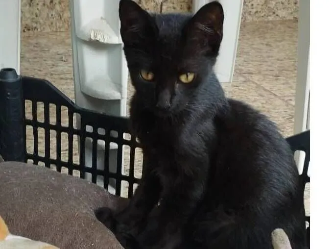 Gato raça SRD-ViraLata idade 2 a 6 meses nome Gabi