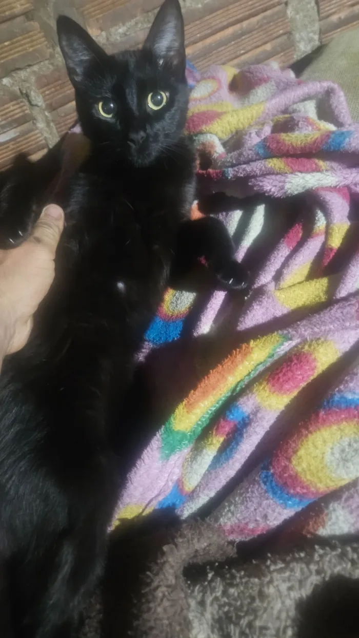 Gato raça SRD-ViraLata idade 1 ano nome nego