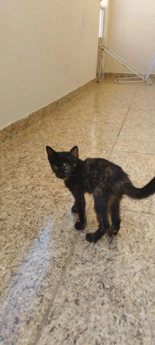 Gato raça SRD-ViraLata idade 2 a 6 meses nome Bia