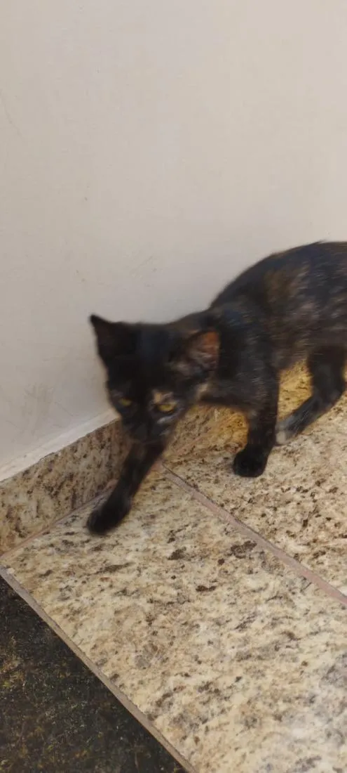 Gato raça SRD-ViraLata idade 2 a 6 meses nome Bia