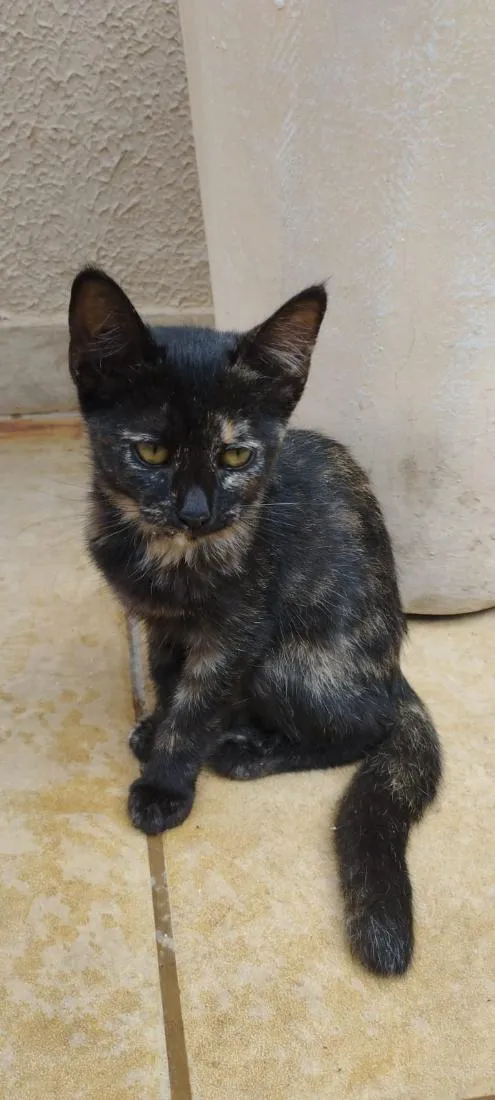 Gato raça SRD-ViraLata idade 2 a 6 meses nome Bia