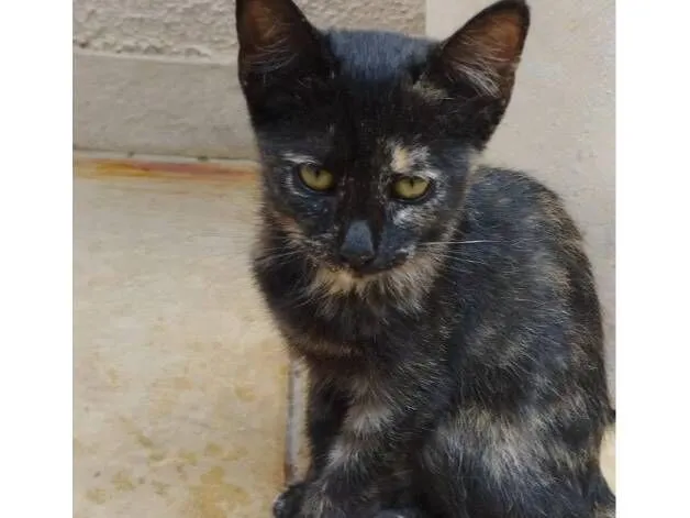 Gato raça SRD-ViraLata idade 2 a 6 meses nome Bia