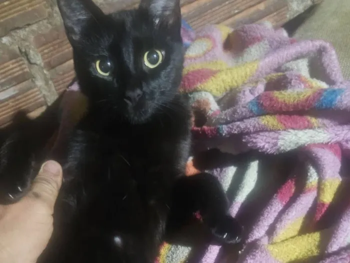 Gato raça SRD-ViraLata idade 1 ano nome nego