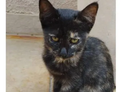 Gato raça SRD-ViraLata idade 2 a 6 meses nome Bia