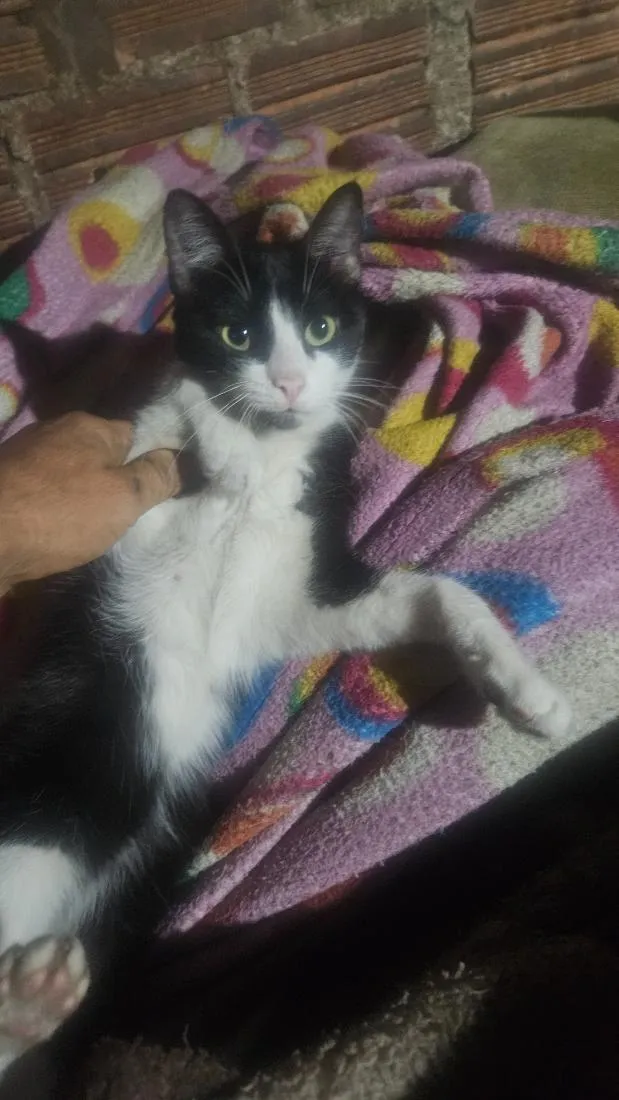 Gato raça SRD-ViraLata idade 1 ano nome frajola