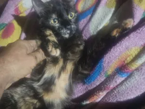 Gato raça SRD-ViraLata idade 1 ano nome murisca