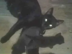 Gato raça SRD-ViraLata idade 1 ano nome Negrinha e Filhotes