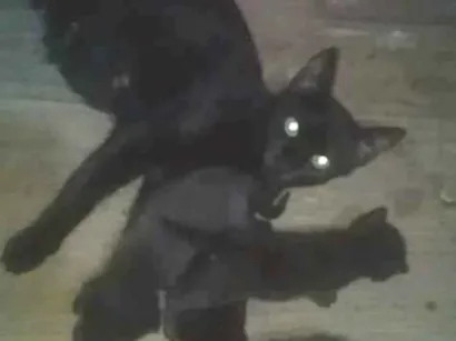 Gato raça SRD-ViraLata idade 1 ano nome Negrinha e Filhotes