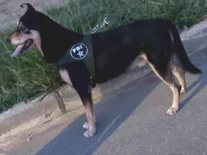 Cachorro raça SRD-ViraLata idade 6 ou mais anos nome Totó