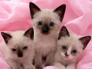 Gato raça SRD-ViraLata idade Abaixo de 2 meses nome Filhotes 