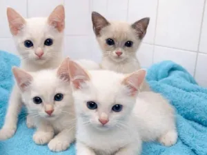 Gato raça SRD-ViraLata idade Abaixo de 2 meses nome Filhotes 