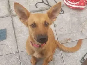 Cachorro raça SRD-ViraLata idade 7 a 11 meses nome Pandora