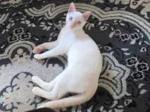 Gato raça SRD-ViraLata idade 2 a 6 meses nome Pipoca 