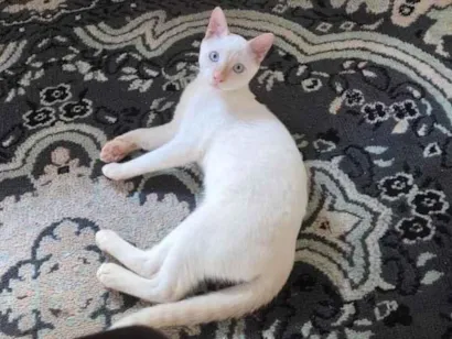 Gato raça SRD-ViraLata idade 2 a 6 meses nome Pipoca 