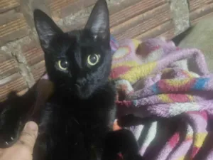 Gato raça SRD-ViraLata idade 1 ano nome nego