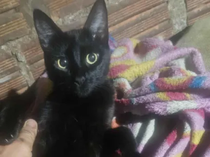 Gato raça SRD-ViraLata idade 1 ano nome nego