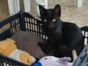 Gato raça SRD-ViraLata idade 2 a 6 meses nome Gabi