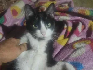 Gato raça SRD-ViraLata idade 1 ano nome frajola