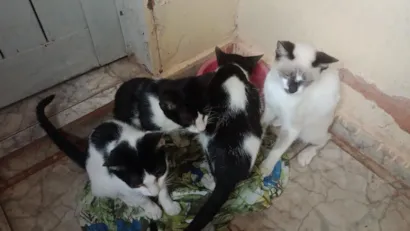 Gato raça SRD-ViraLata idade 2 a 6 meses nome Sem nomes.