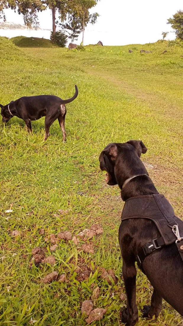 Cachorro raça SRD-ViraLata idade 7 a 11 meses nome Apolo 