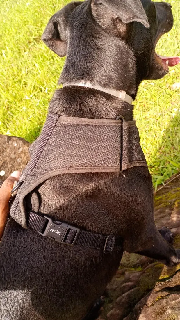 Cachorro raça SRD-ViraLata idade 7 a 11 meses nome Apolo 