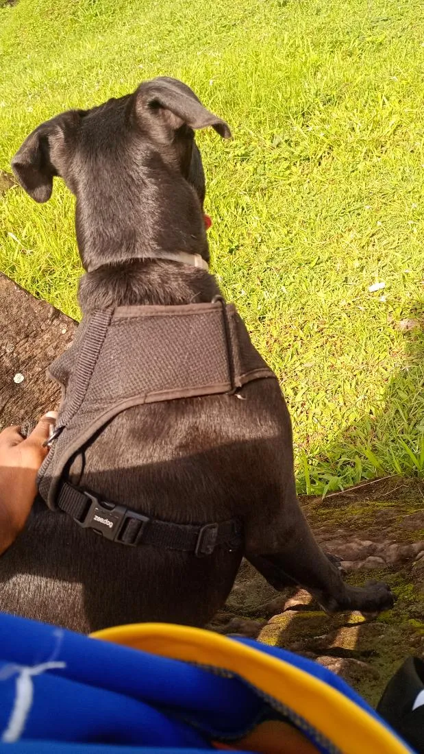 Cachorro raça SRD-ViraLata idade 7 a 11 meses nome Apolo 