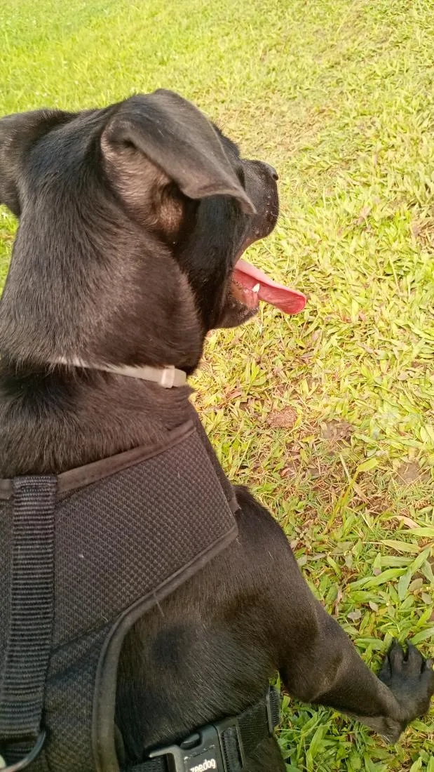 Cachorro raça SRD-ViraLata idade 7 a 11 meses nome Apolo 