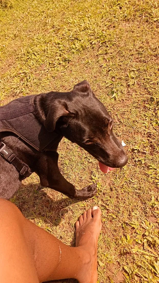 Cachorro raça SRD-ViraLata idade 7 a 11 meses nome Apolo 