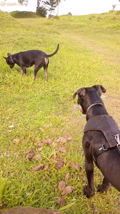 Cachorro raça SRD-ViraLata idade 7 a 11 meses nome Apolo 