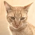 Milo 