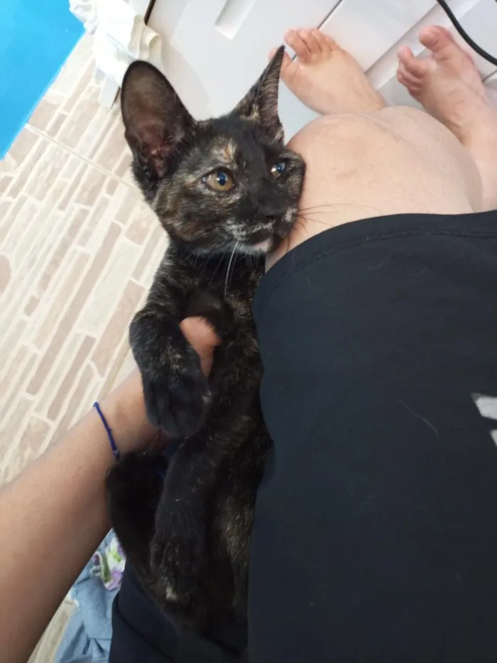 Gato raça SRD-ViraLata idade 2 a 6 meses nome ainda não tem nome 