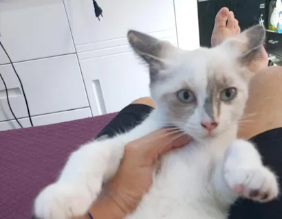 Gato raça SRD-ViraLata idade 2 a 6 meses nome ainda não tem nome 