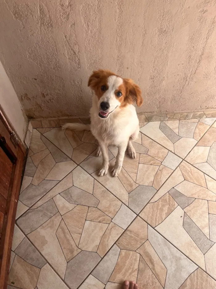 Cachorro raça SRD-ViraLata idade 2 a 6 meses nome Brutus