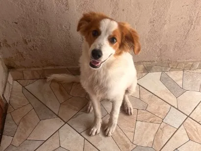 Cachorro raça SRD-ViraLata idade 2 a 6 meses nome Brutus