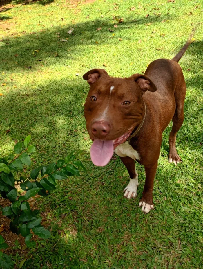 Cachorro raça Pit-Bull idade 1 ano nome Bruce