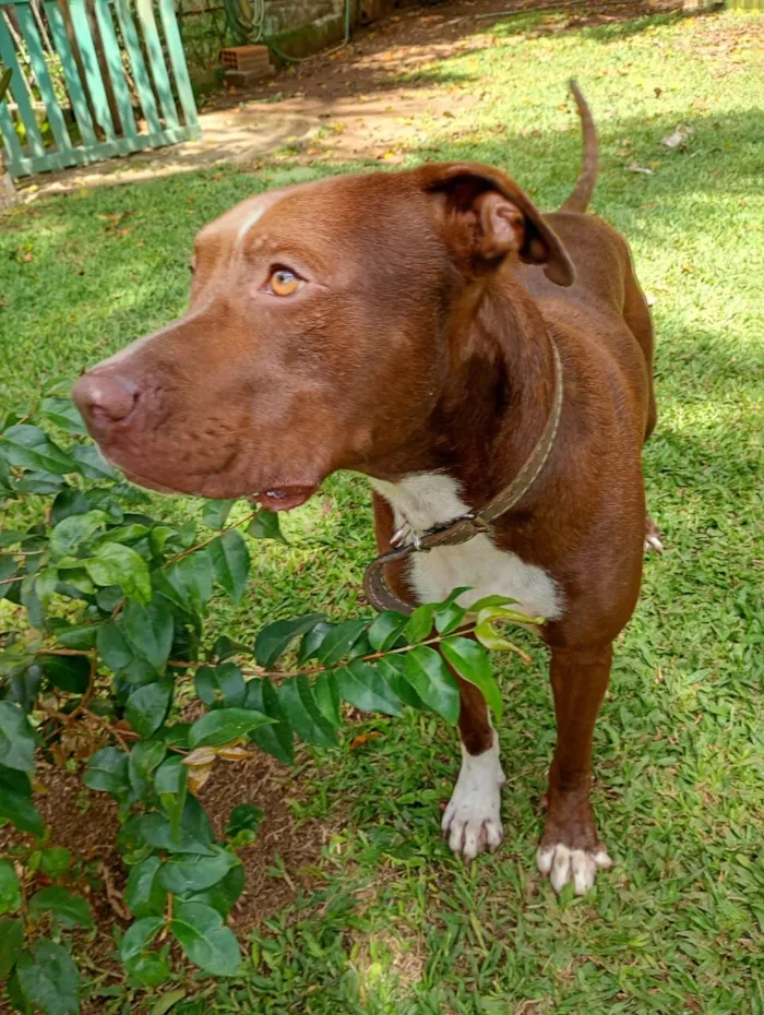 Cachorro raça Pit-Bull idade 1 ano nome Bruce