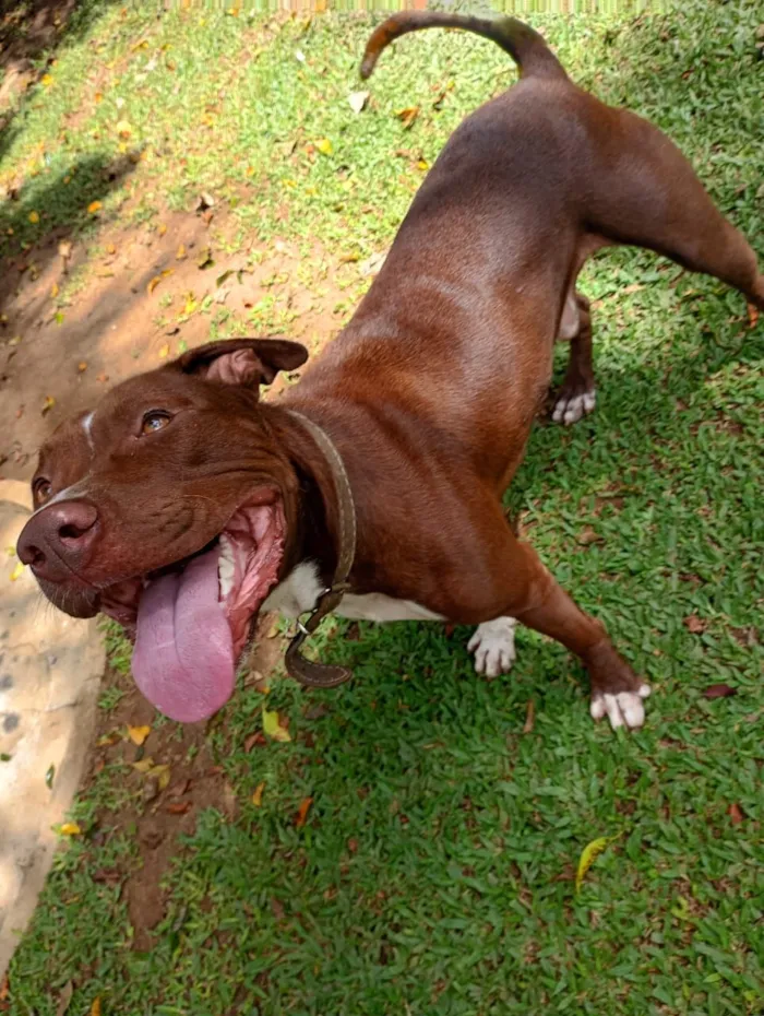 Cachorro raça Pit-Bull idade 1 ano nome Bruce