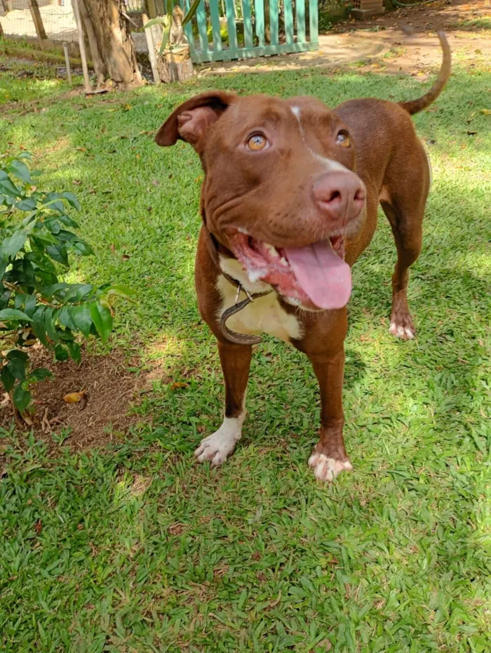 Cachorro raça Pit-Bull idade 1 ano nome Bruce