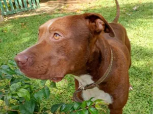 Cachorro raça Pit-Bull idade 1 ano nome Bruce
