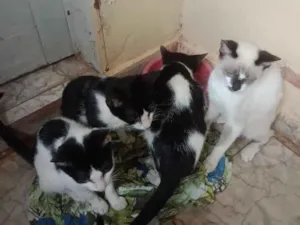 Gato raça SRD-ViraLata idade 2 a 6 meses nome Sem nomes.