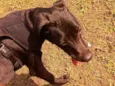 Apolo 