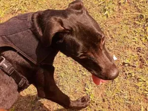 Cachorro raça SRD-ViraLata idade 7 a 11 meses nome Apolo 