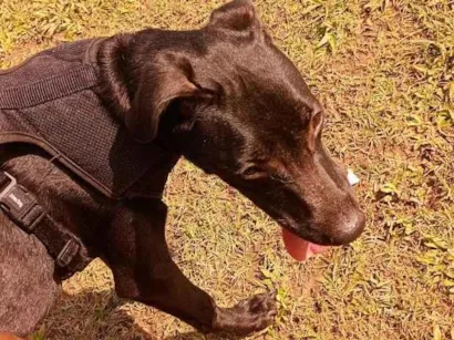 Cachorro raça SRD-ViraLata idade 7 a 11 meses nome Apolo 