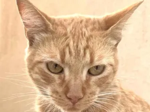 Gato raça SRD-ViraLata idade 7 a 11 meses nome Milo 