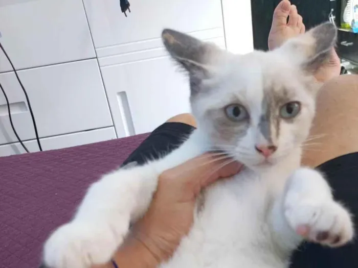 Gato raça SRD-ViraLata idade 2 a 6 meses nome ainda não tem nome 