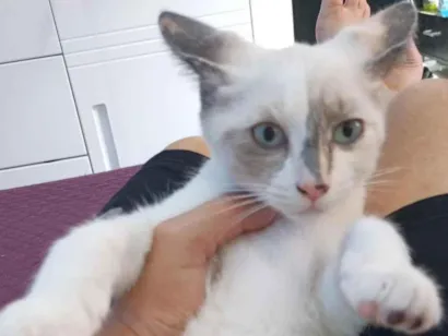 Gato raça SRD-ViraLata idade 2 a 6 meses nome ainda não tem nome 