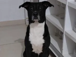 Cachorro raça SRD-ViraLata idade 4 anos nome Minnie