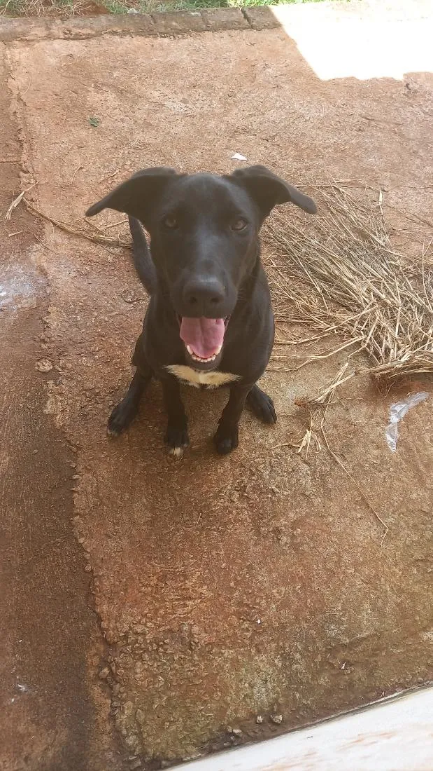 Cachorro raça SRD-ViraLata idade 1 ano nome Kiara