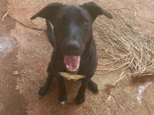 Cachorro raça SRD-ViraLata idade 1 ano nome Kiara