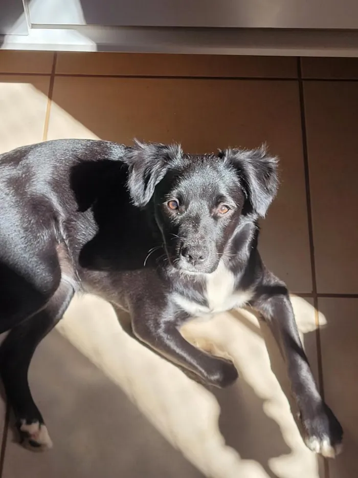 Cachorro raça SRD-ViraLata idade 1 ano nome Sky